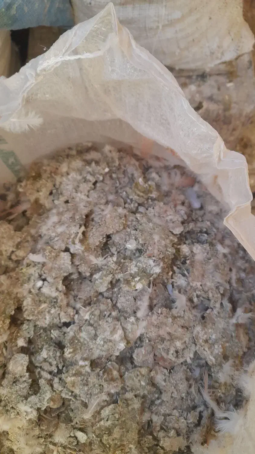 ذیل‌کبوتر‌تر‌تمیز‌خشک‌|پرنده|چاراویماق, |دیوار