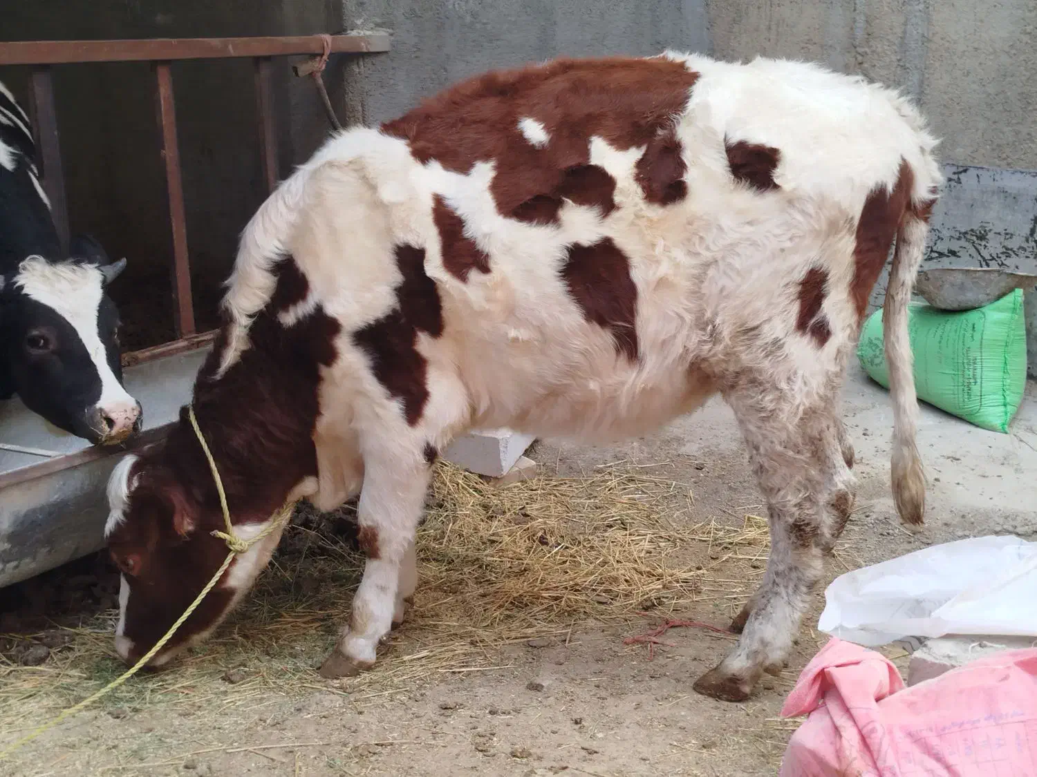 تلیسه‌سمینتال‌ابستن|حیوانات مزرعه|بجنورد, |دیوار