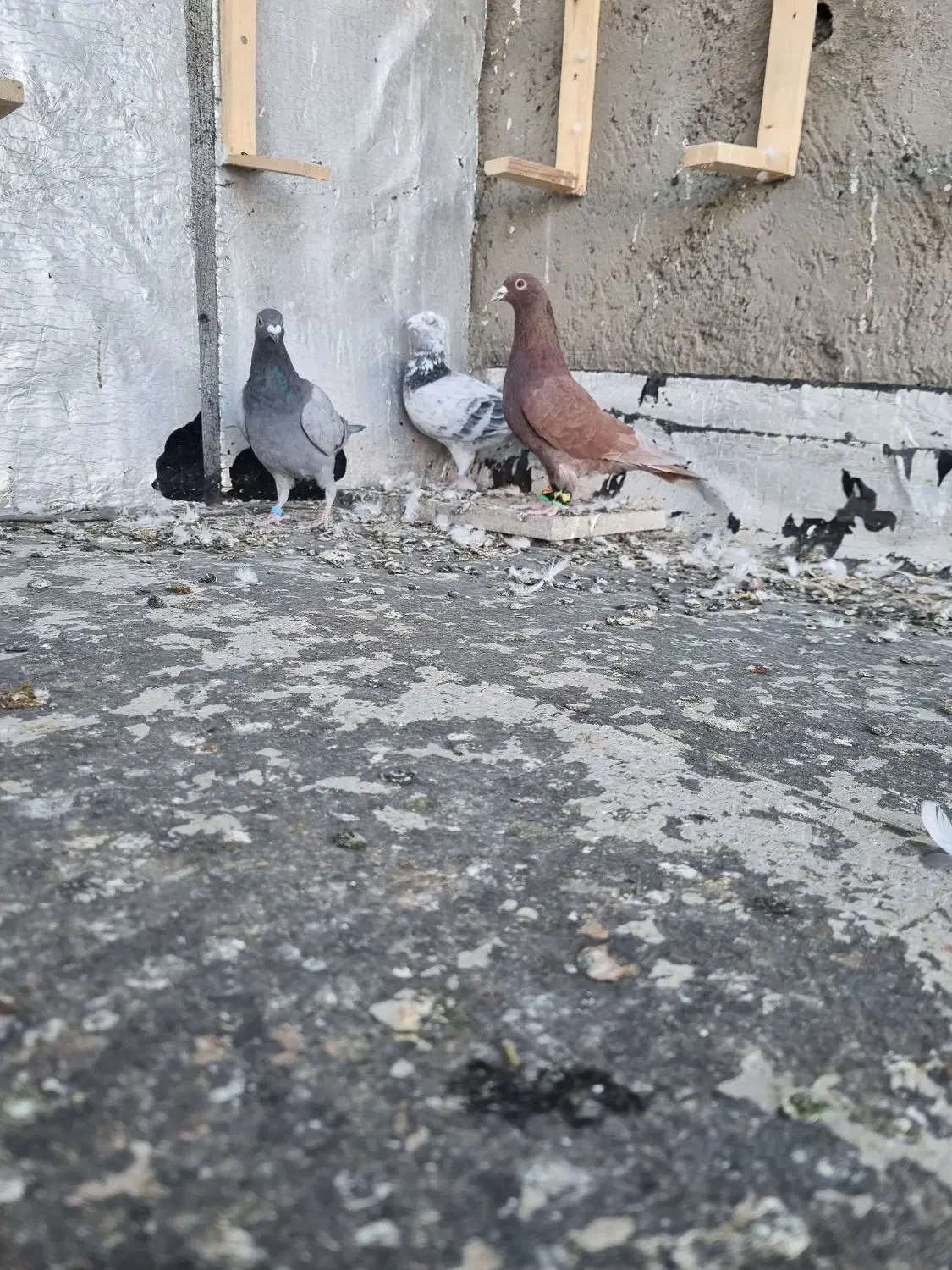 پرنده|پرنده|جغتای, |دیوار