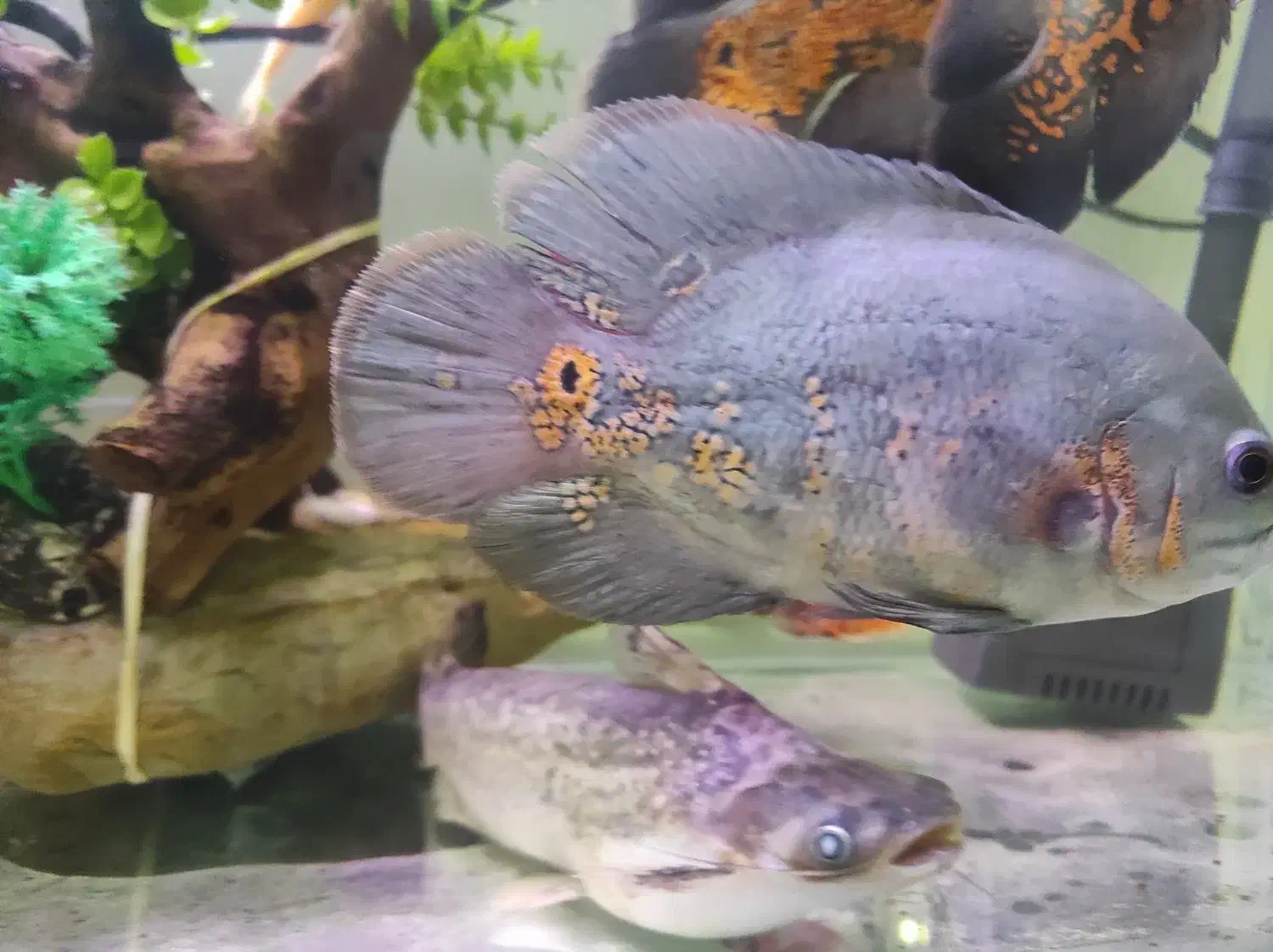 فروش ۳ عدد ماهی اسکار|ماهی|لاهیجان, کوه بیجار|دیوار