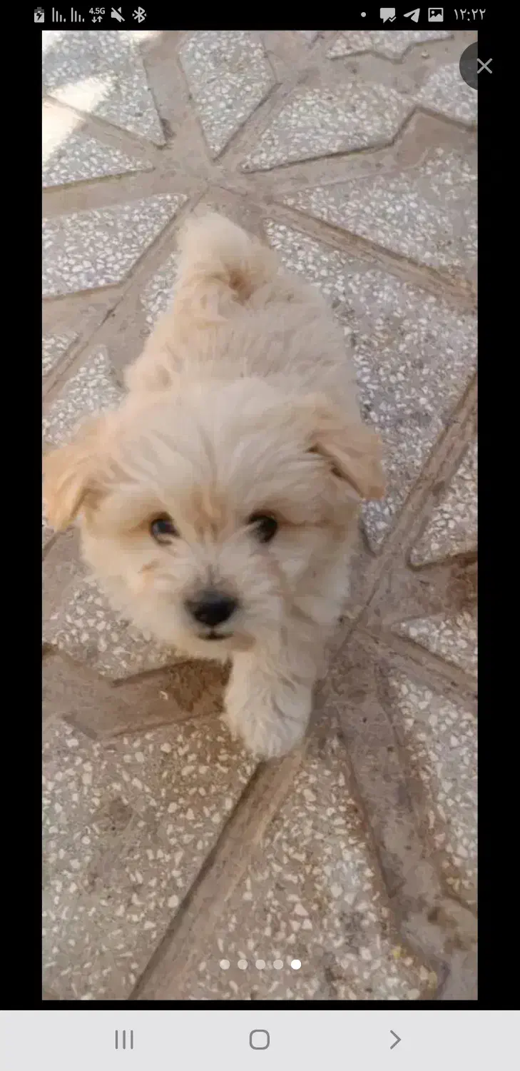 هاپو سه تا نژاد|سگ|مشهد, الهیه|دیوار