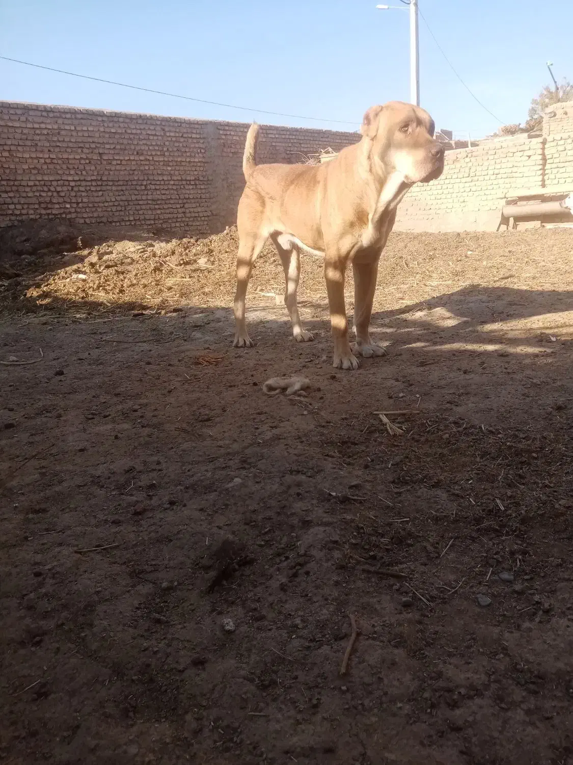 سگ گوسفندی جوان|سگ|اسفراین, |دیوار