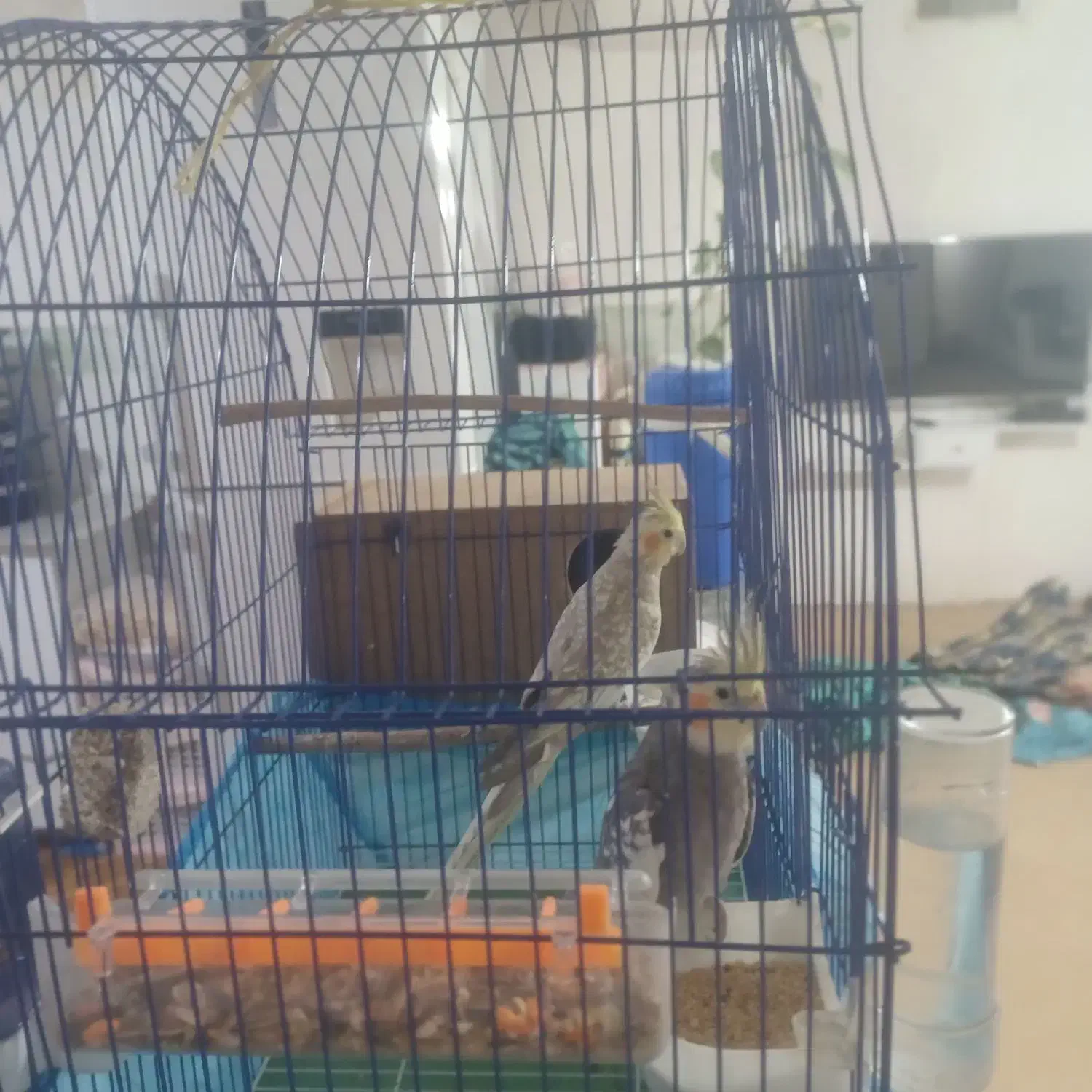 یک جفت عروس هلندی مولد|پرنده|مهاباد (آذربایجان غربی), |دیوار