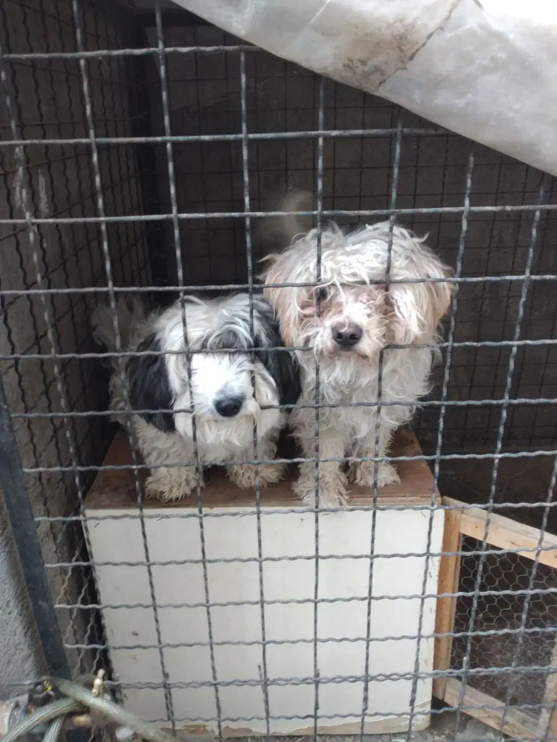 واگذاری دوقلاده سگ شیتزو تریل نر وماده بالغ|سگ|مشهد, علی آباد|دیوار