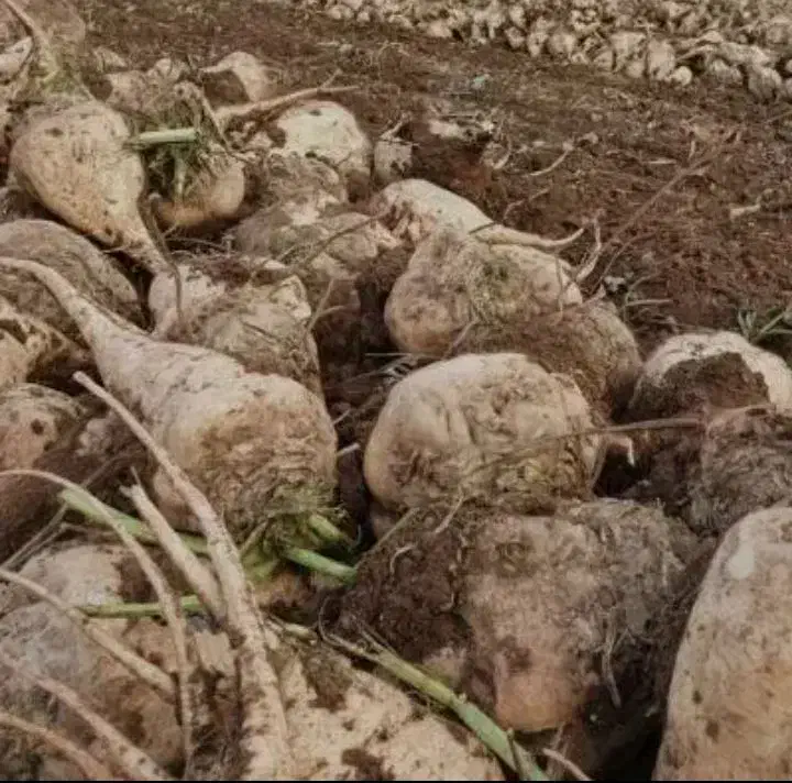 چغندر|حیوانات مزرعه|جغتای, |دیوار