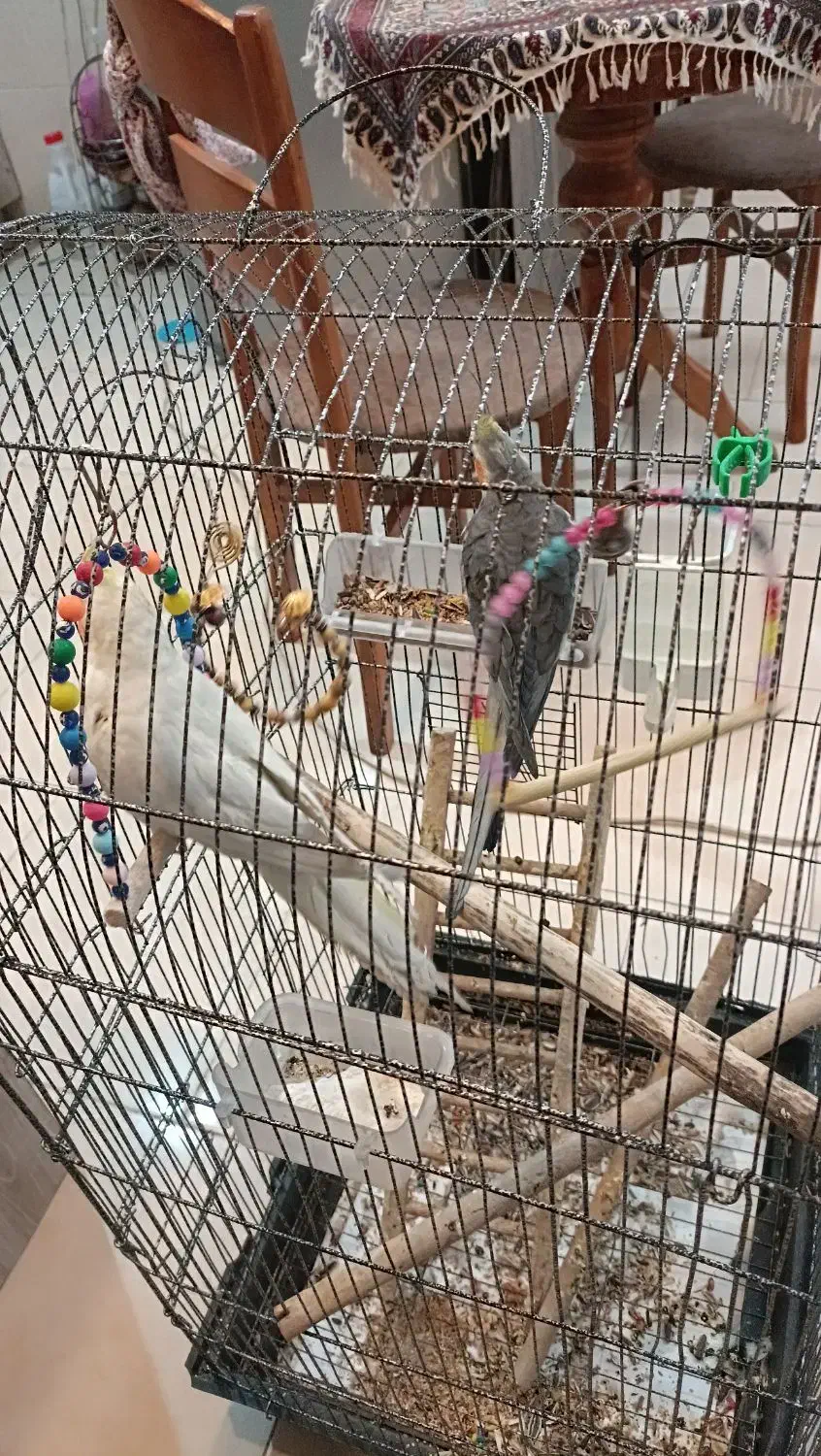 عروس هلندی|پرنده|فردیس, شهرک ناز|دیوار