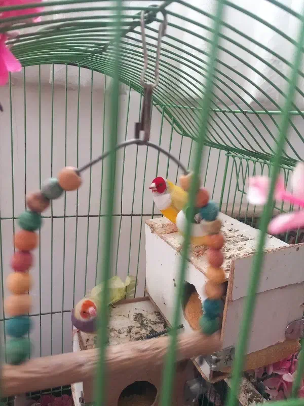 فنچ گلدین|پرنده|ری, شهرک نظامی|دیوار