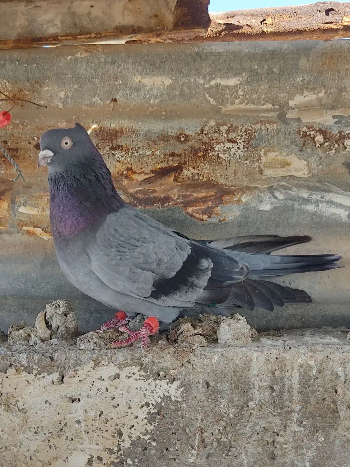 گرفتنی|پرنده|خرمشهر, |دیوار