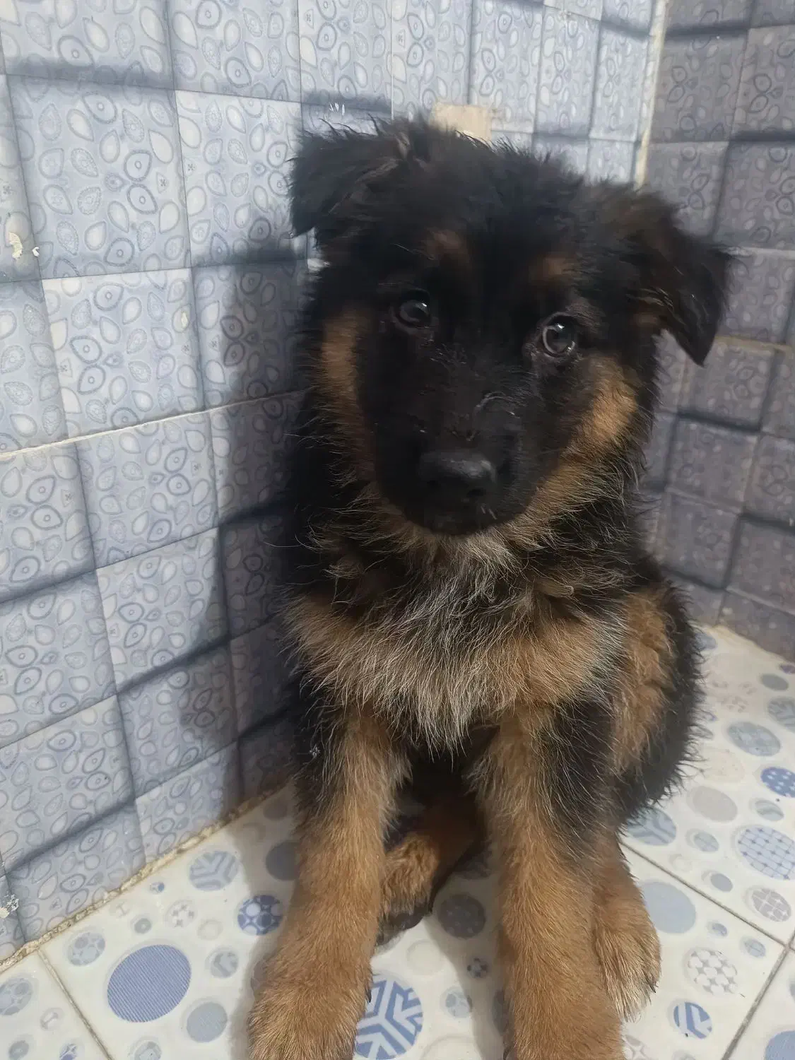 ژرمن شپرد شیبدار مو بلند کینگ بدون ریزش مو...|سگ|پاکدشت, پاکدشت (مامازند)|دیوار