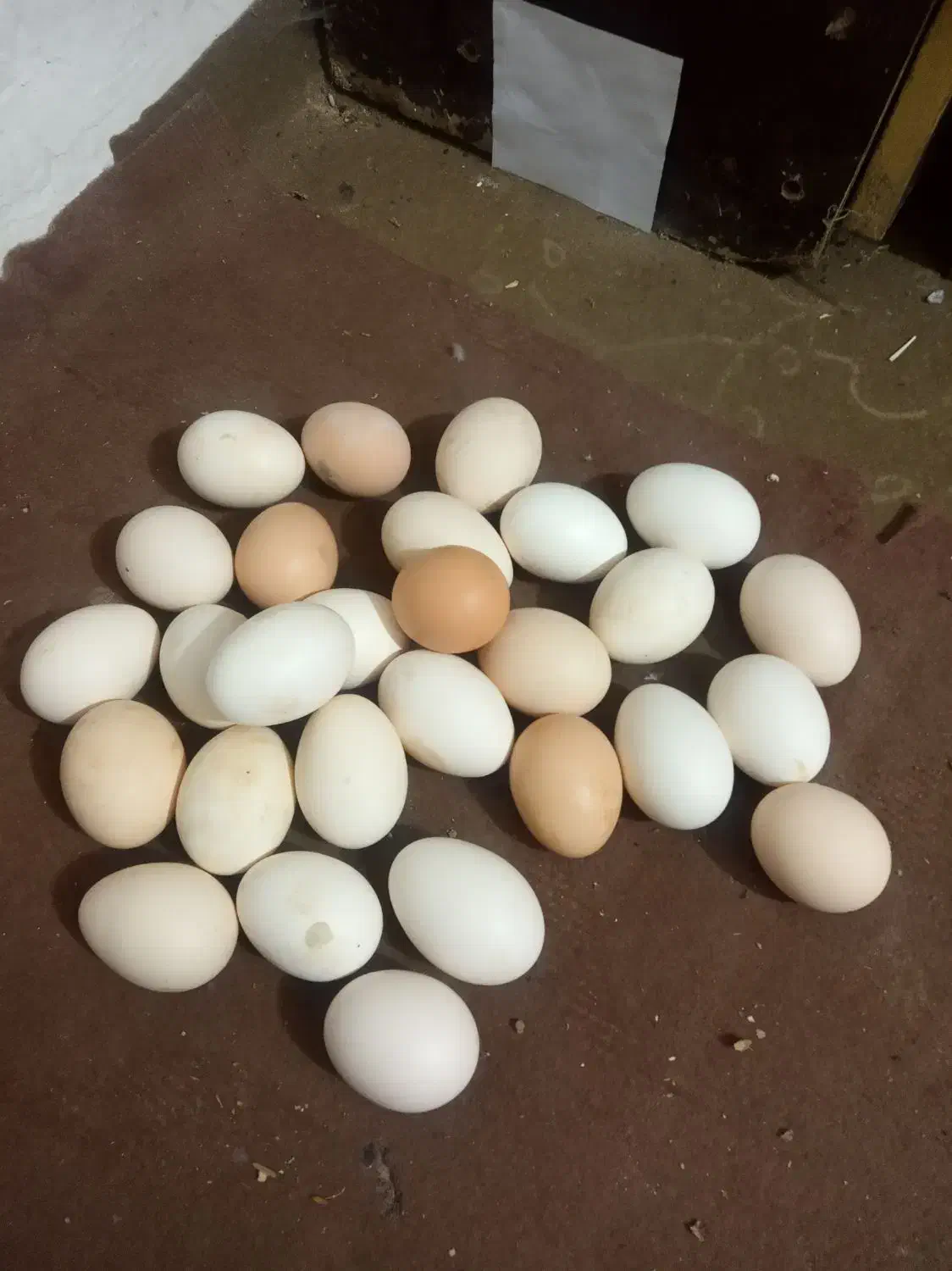 تخم مرغ رسمی تازه|خوردنی و آشامیدنی|هشتگرد, تهران دشت|دیوار