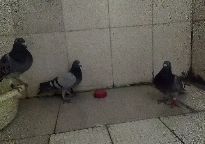 5تاپلاکی|پرنده|دهلران, |دیوار