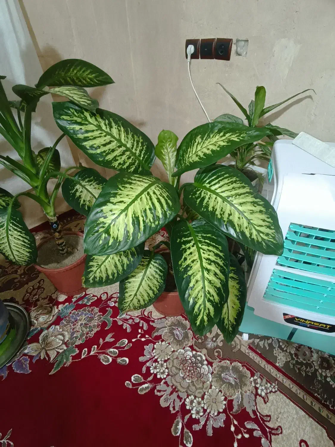 گل دیفن باخیا شاد سرحال|گل و گیاه طبیعی|سراجو, |دیوار