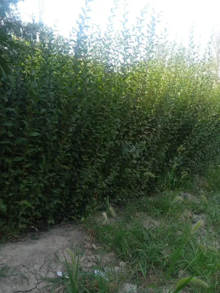 ترون بلند وپر ریشه|گل و گیاه طبیعی|مشکین‌دشت, |دیوار