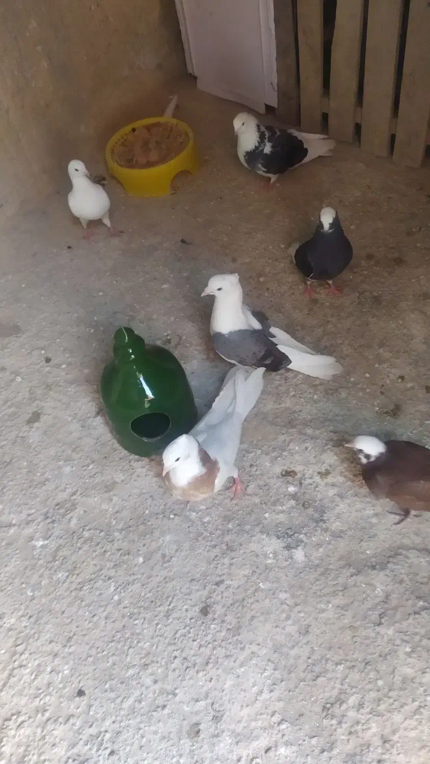 طوقی کرمانشاهی|پرنده|آبدانان, |دیوار