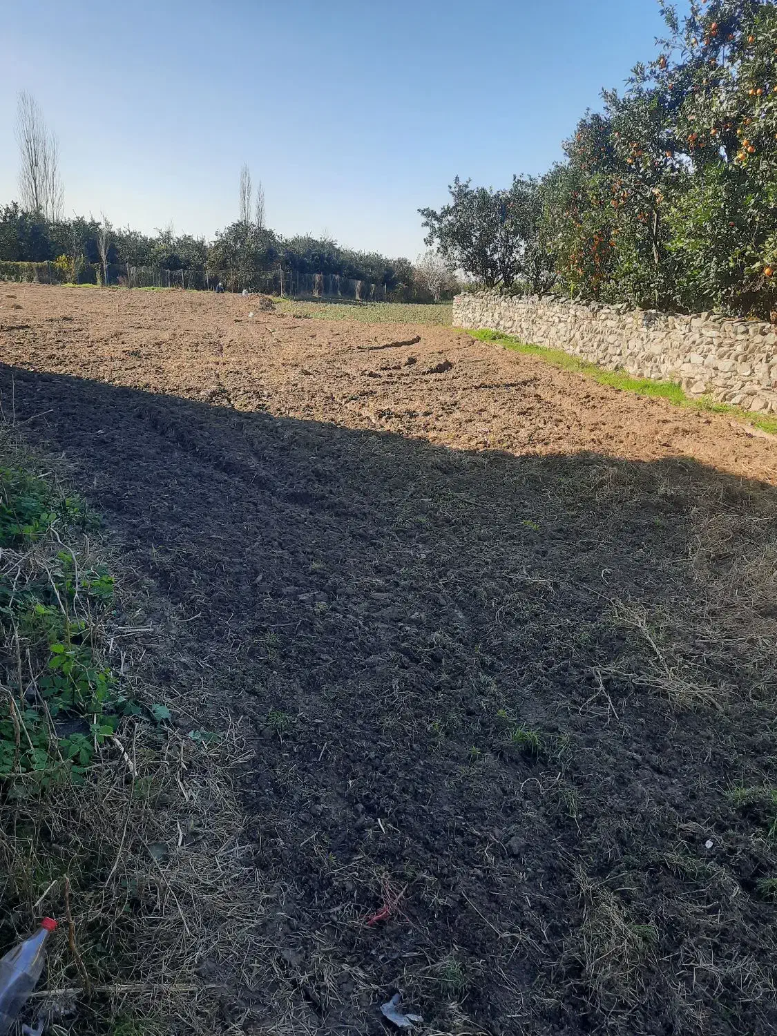 ۲۵۰۰ متر زمین کشاورزی در لیوان شرقی|فروش زمین و ملک کلنگی|نوکنده, |دیوار