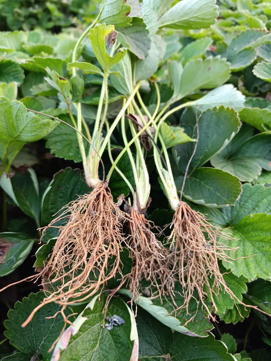 فروش بوته توت فرنگی سابرینا و کاماروس|گل و گیاه طبیعی|ماکلوان, |دیوار