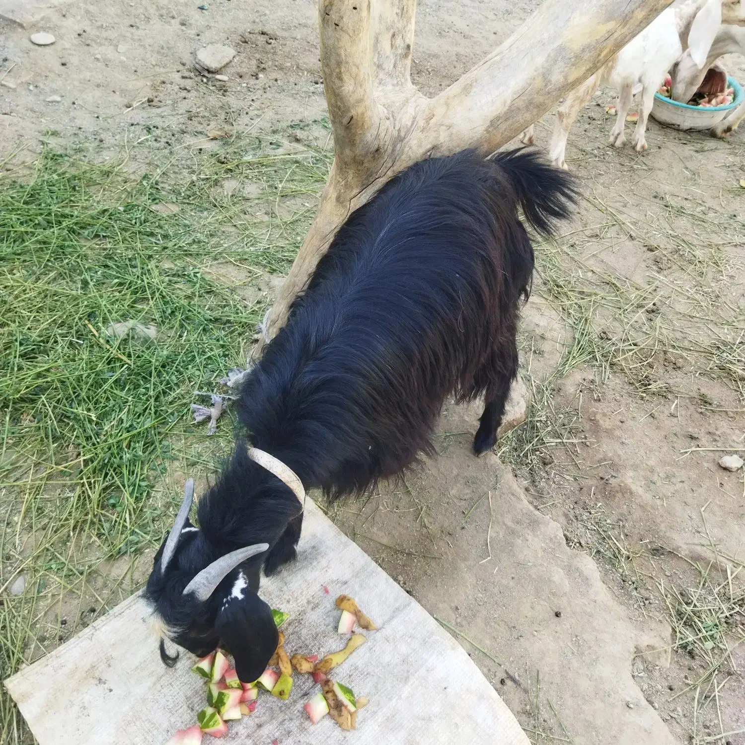 بزکوهی|حیوانات مزرعه|ایرانشهر, |دیوار