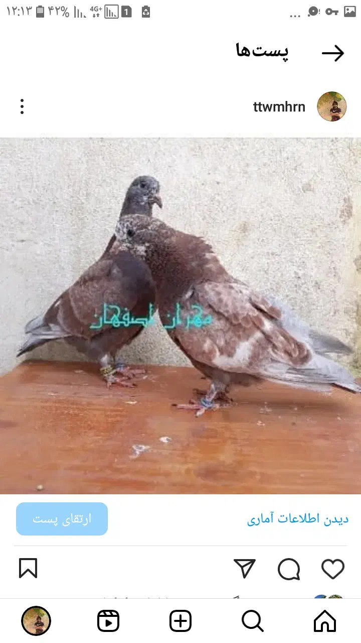 کبوتر جوجه پیش فروش|پرنده|کاشان, فرودگاه کاشان|دیوار