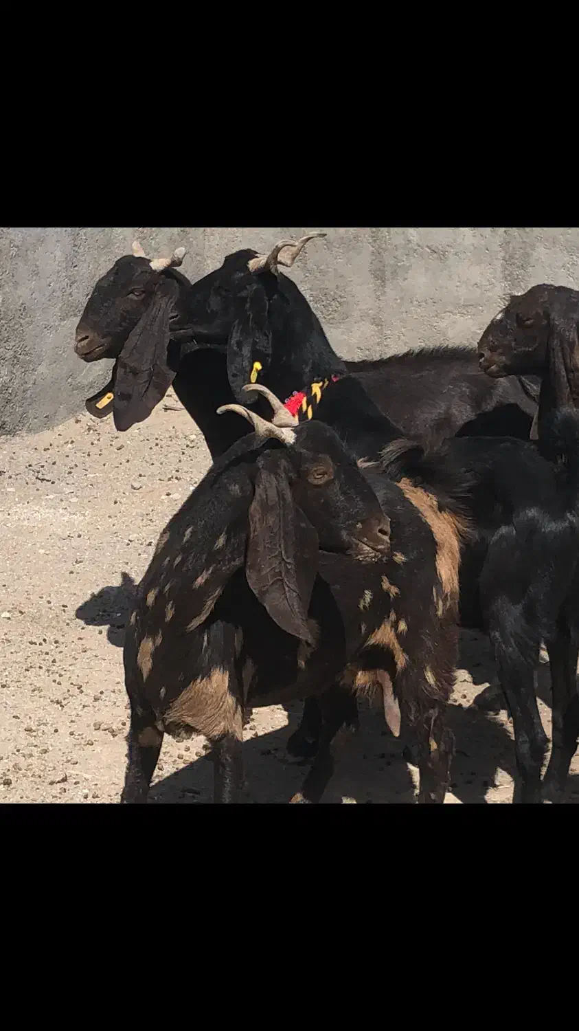 ۱۰راس بز پاکستانی ابستن سنگین(بره میش‌گ‌سفند)|حیوانات مزرعه|قم, آرامستان بهشت معصومه|دیوار