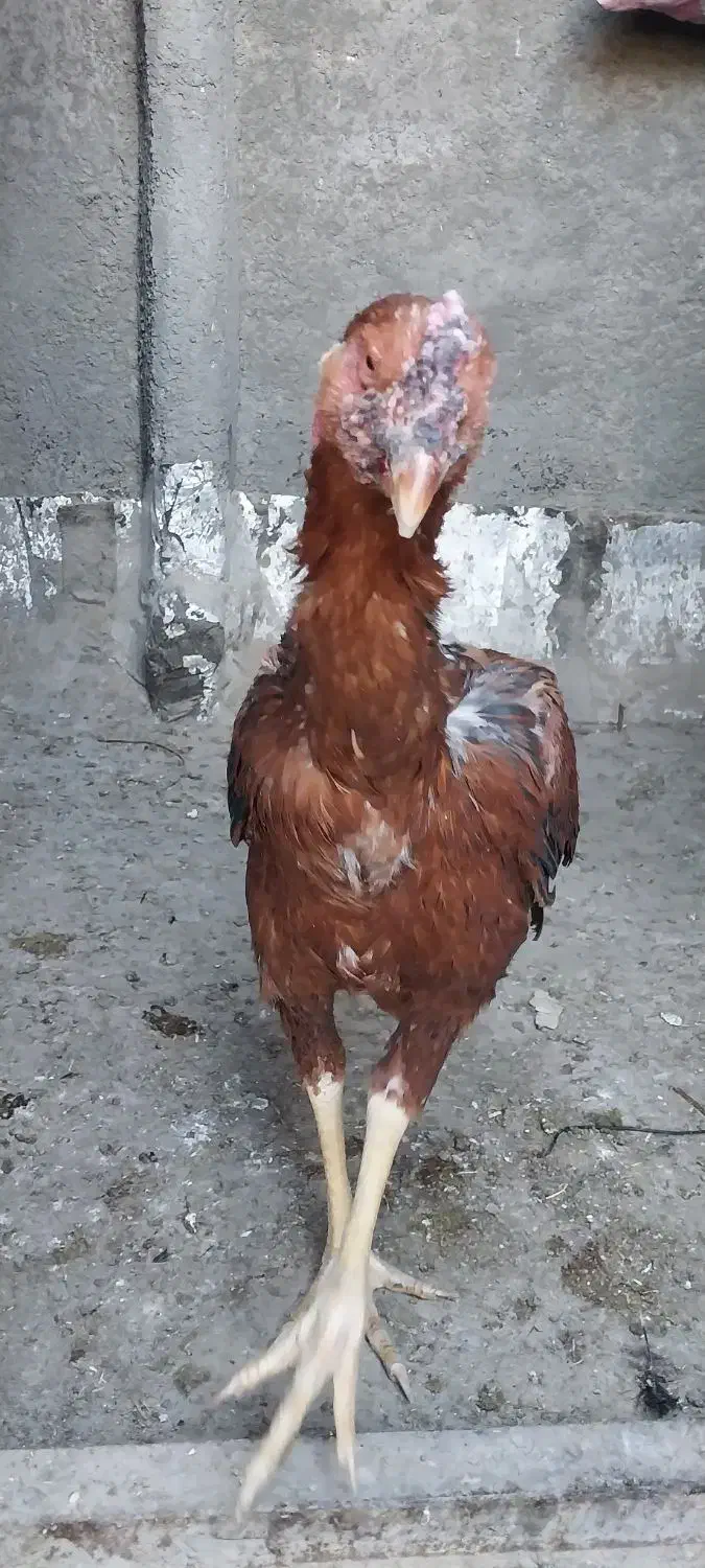 خروس|پرنده|تربت جام, بوستان وحدت|دیوار