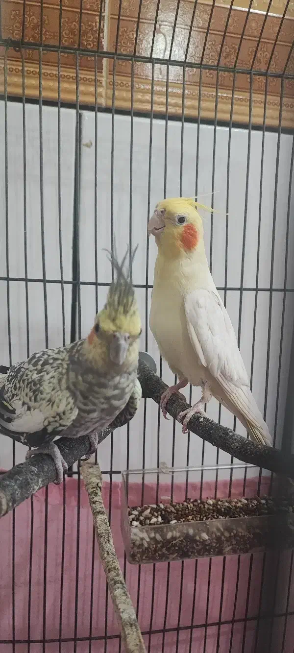 جفت عروس کار داده|پرنده|هندیجان, |دیوار