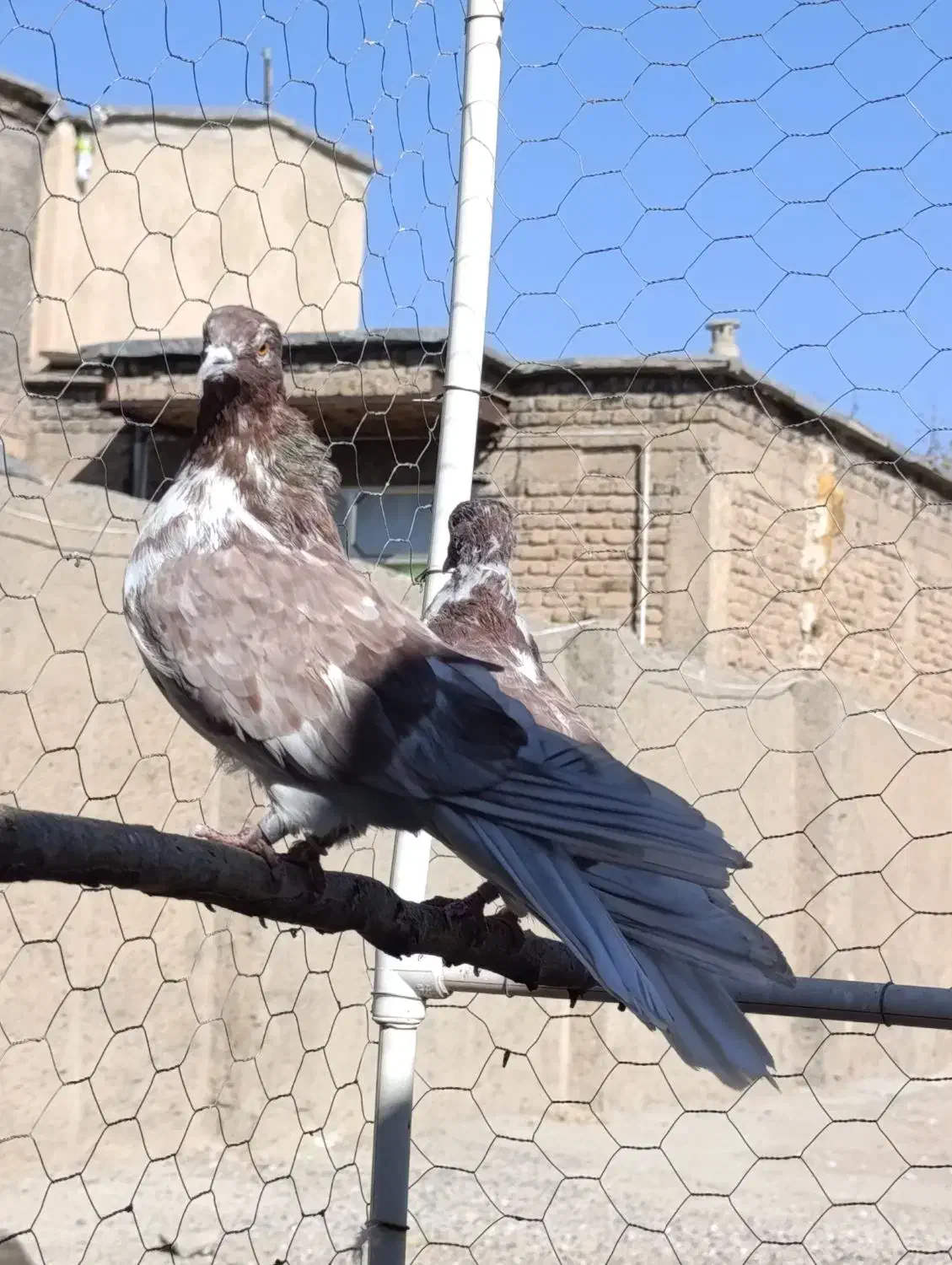 کبوتر،تهرانی درجه یک،شرطی|پرنده|بیستون, |دیوار