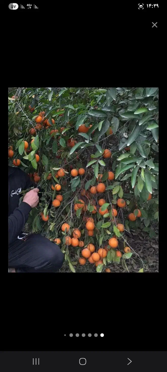 باغچه ۱۰۰۰متری با اب تسویه و برق|فروش زمین و ملک کلنگی|دزفول, |دیوار