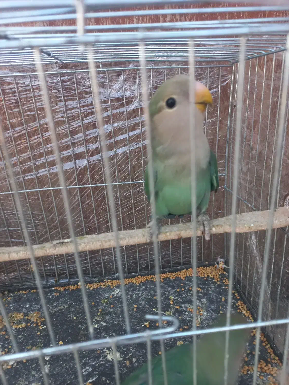 کوتوله برزیلی|پرنده|گنبد کاووس, |دیوار