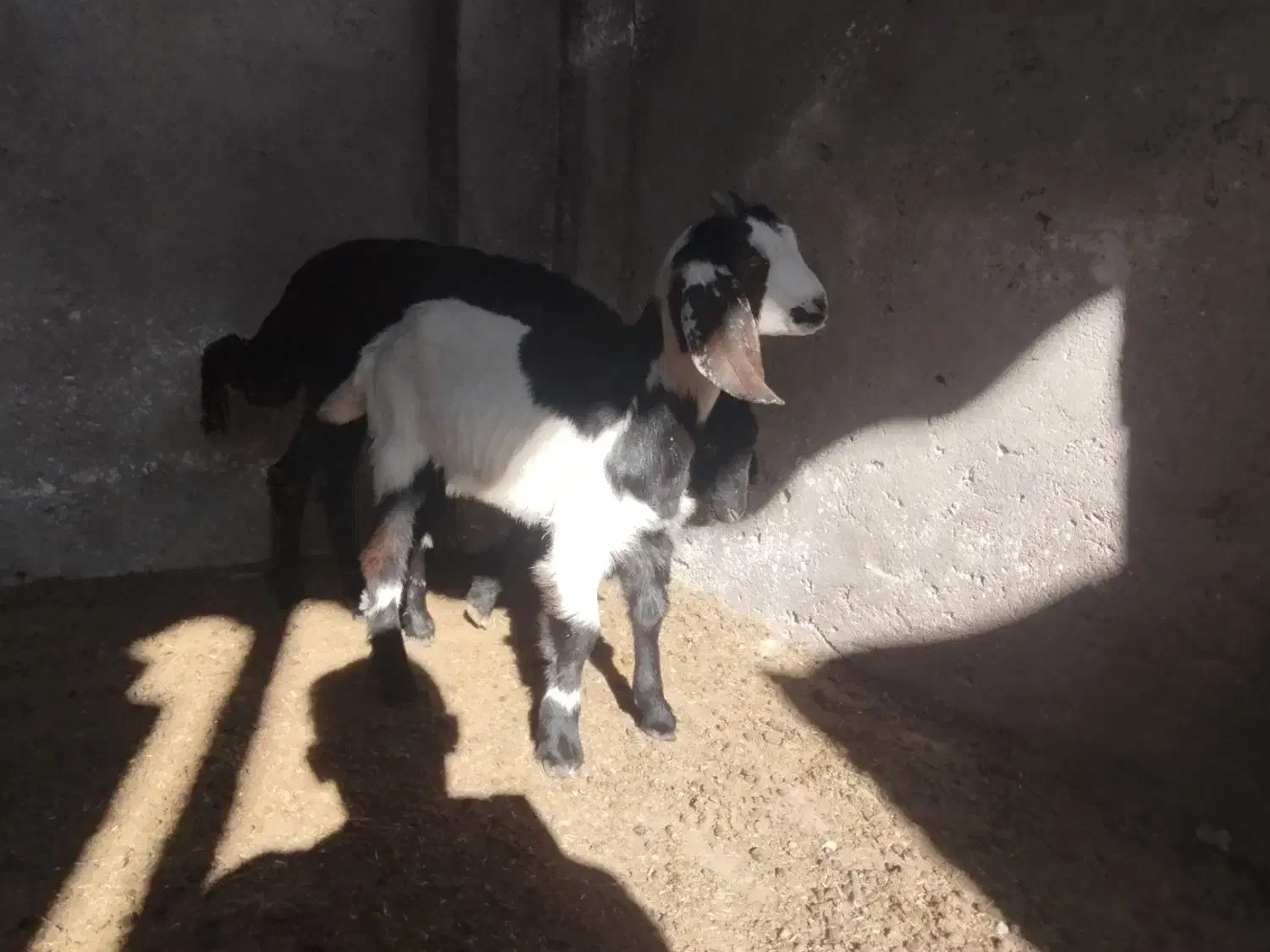 یک راس بزغاله نر|حیوانات مزرعه|سیمین شهر, |دیوار