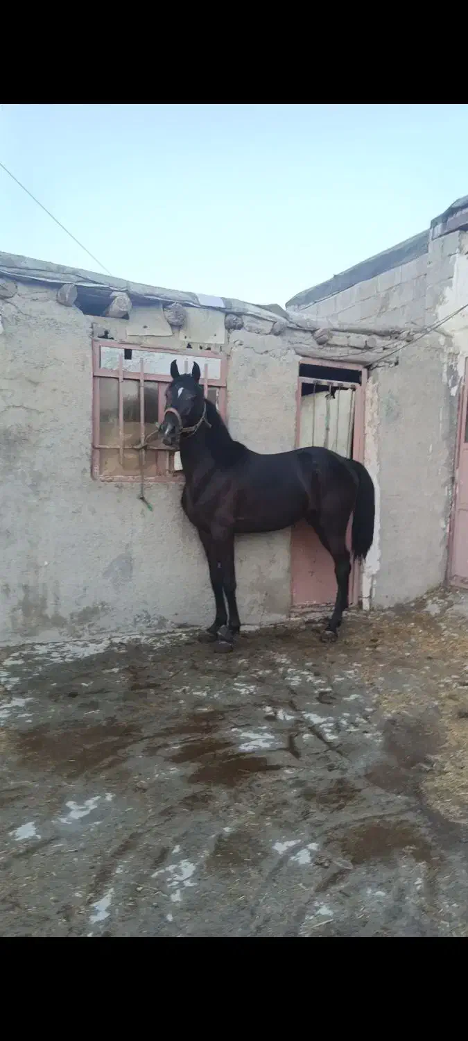 اسب کرد|اسب و تجهیزات اسبسواری|سنندج, |دیوار