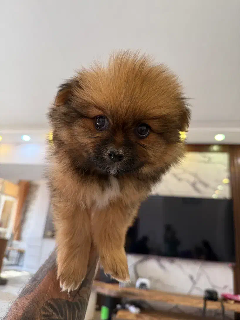 واگذاری توله پامرانین|سگ|قم, پردیسان|دیوار