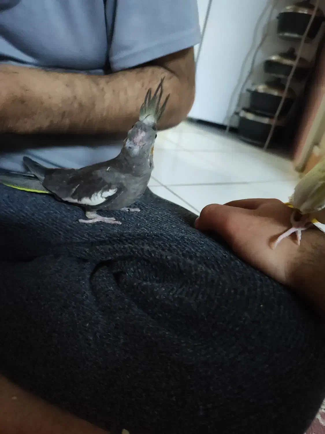 طوطی عروس|پرنده|قزوین, |دیوار