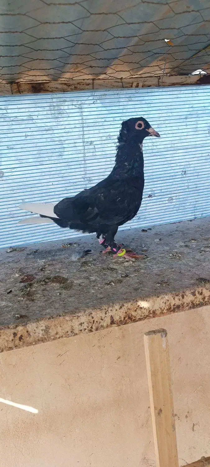 جوجه رنگی|پرنده|تربتحیدریه, کوی شهید احمدزاده ملکی|دیوار