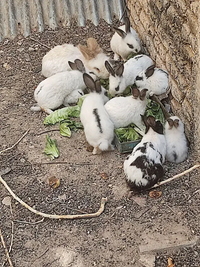 خرگوش|موش و خرگوش|شهرکرد, |دیوار