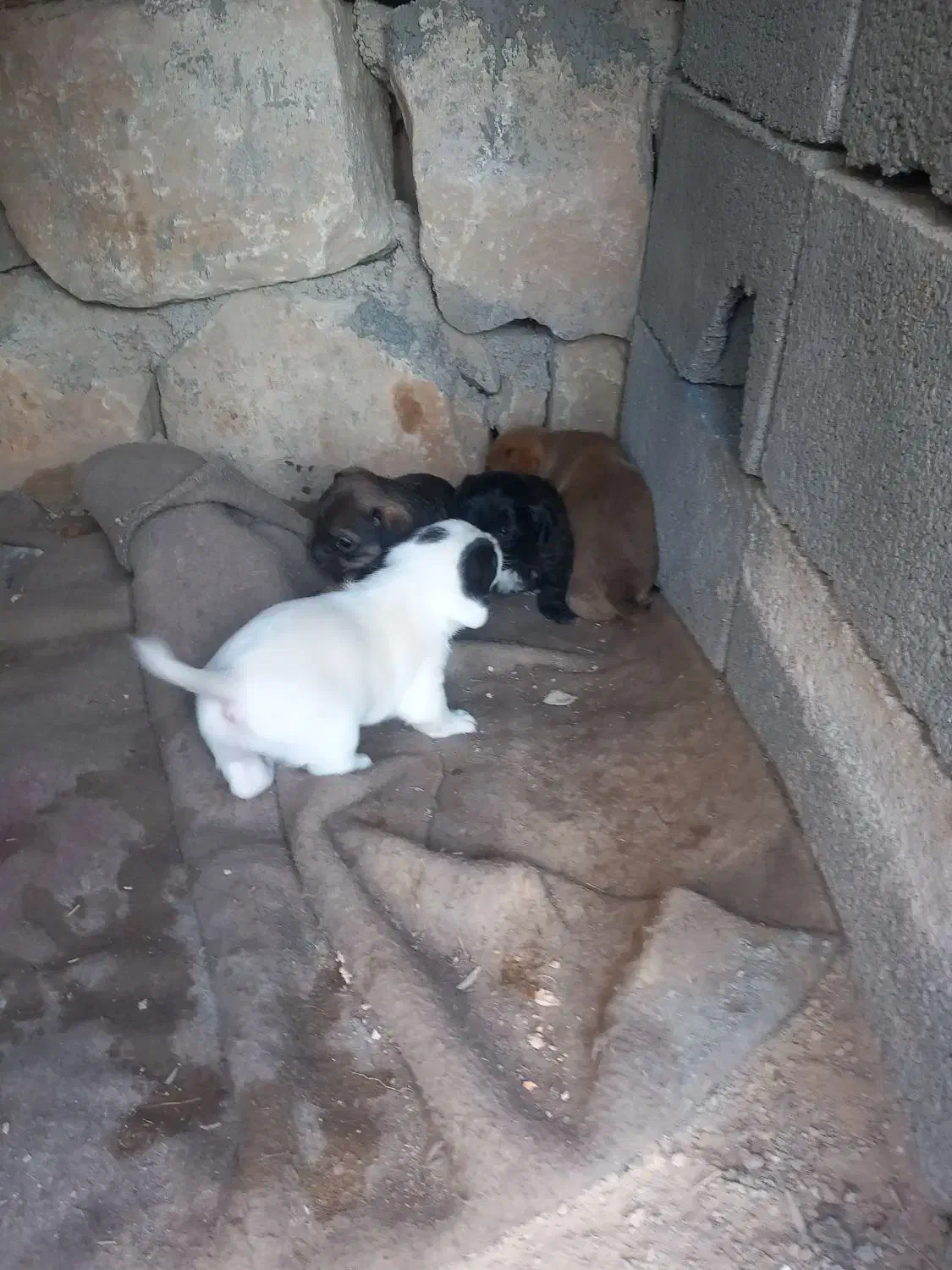 سگ پاه کوتاه|سگ|بجنورد, |دیوار