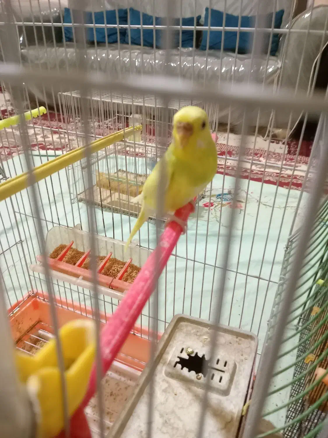 مرغ عشق جفت|پرنده|مشهد, رضاییه|دیوار