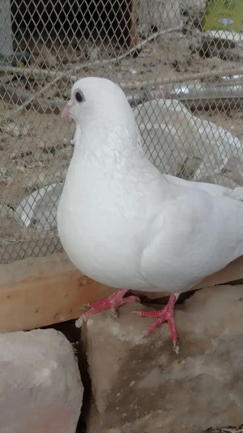 کبوتر سفید|پرنده|سراوان, |دیوار