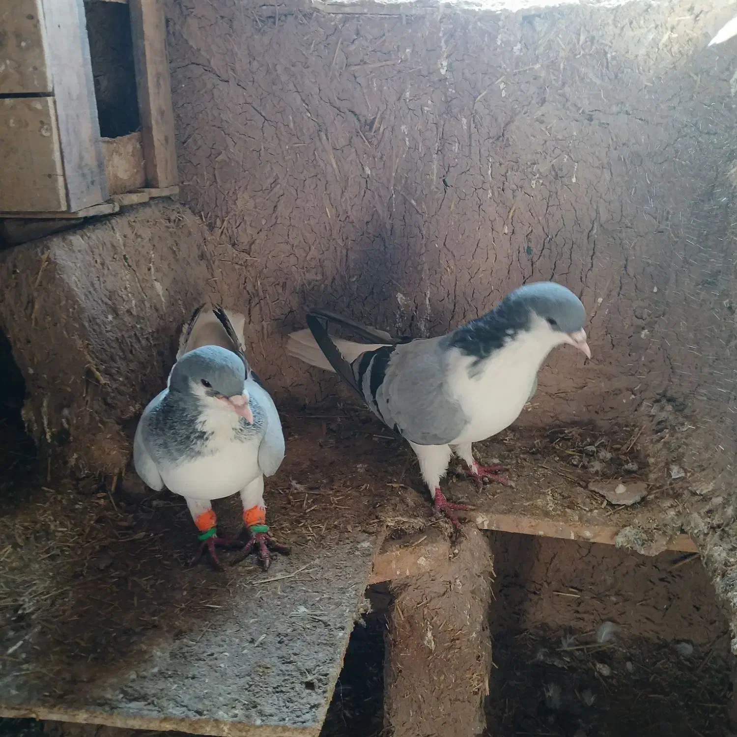 کبوتررنگی فروشی|پرنده|دشتابی, |دیوار