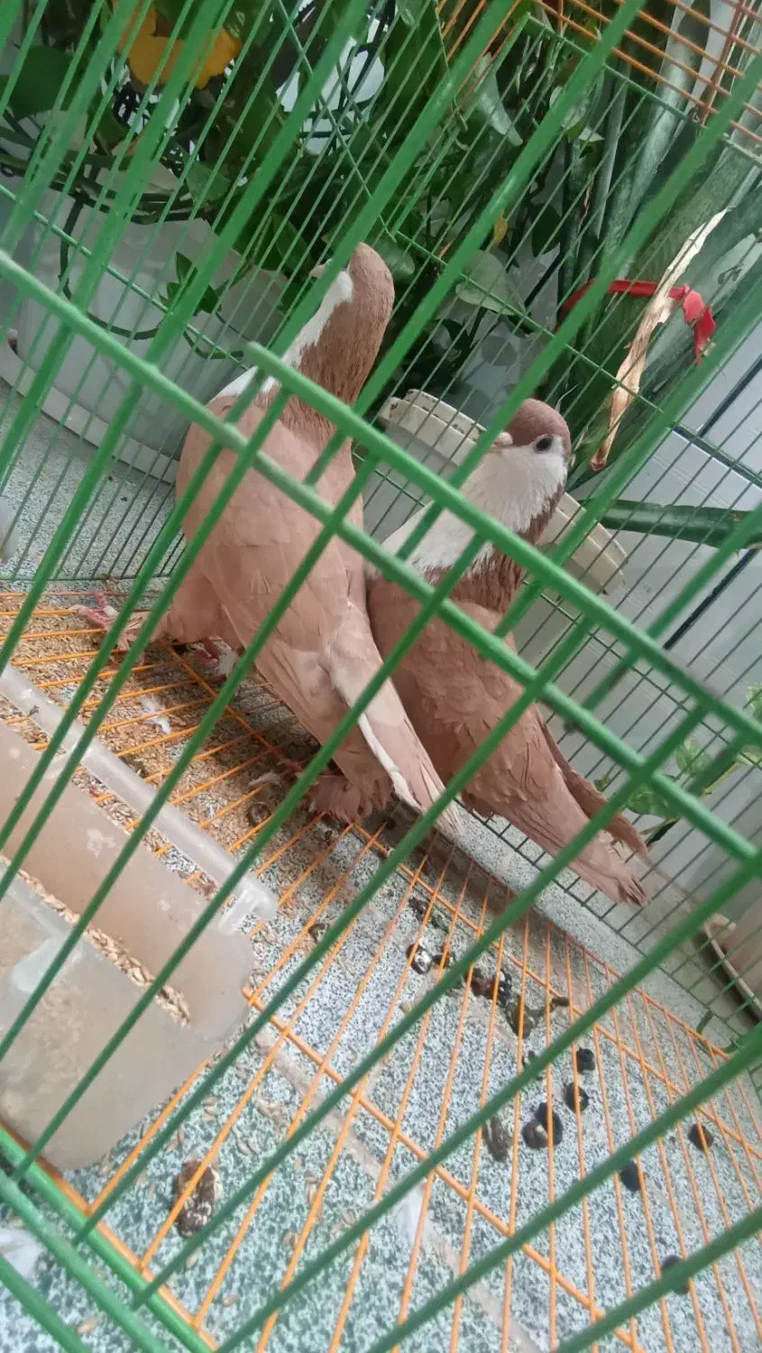 کبوتر کرواتی زرد زاددار|پرنده|مه ولات, |دیوار