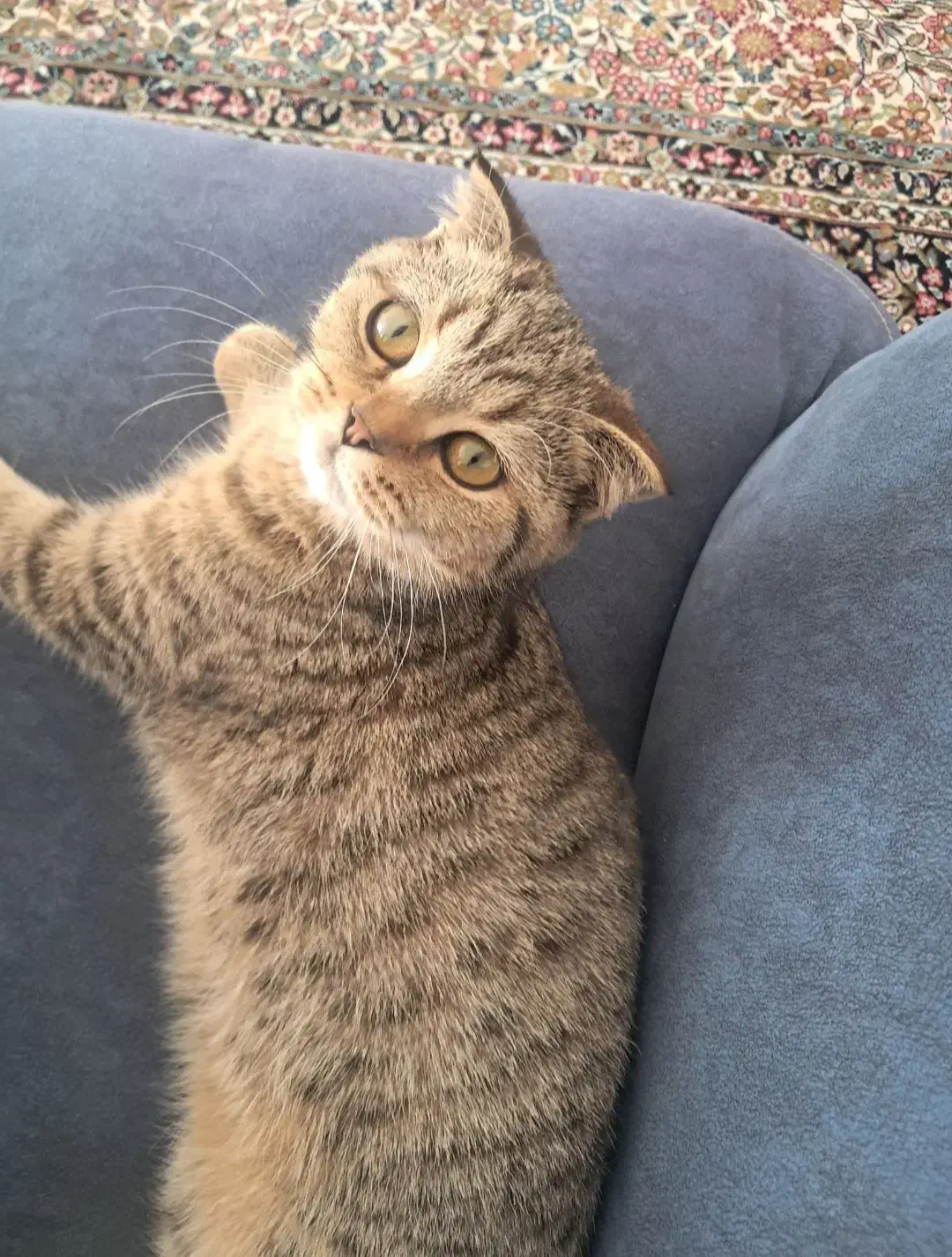 گربه اسکاتیش فولد ماده|گربه|کرمان, |دیوار