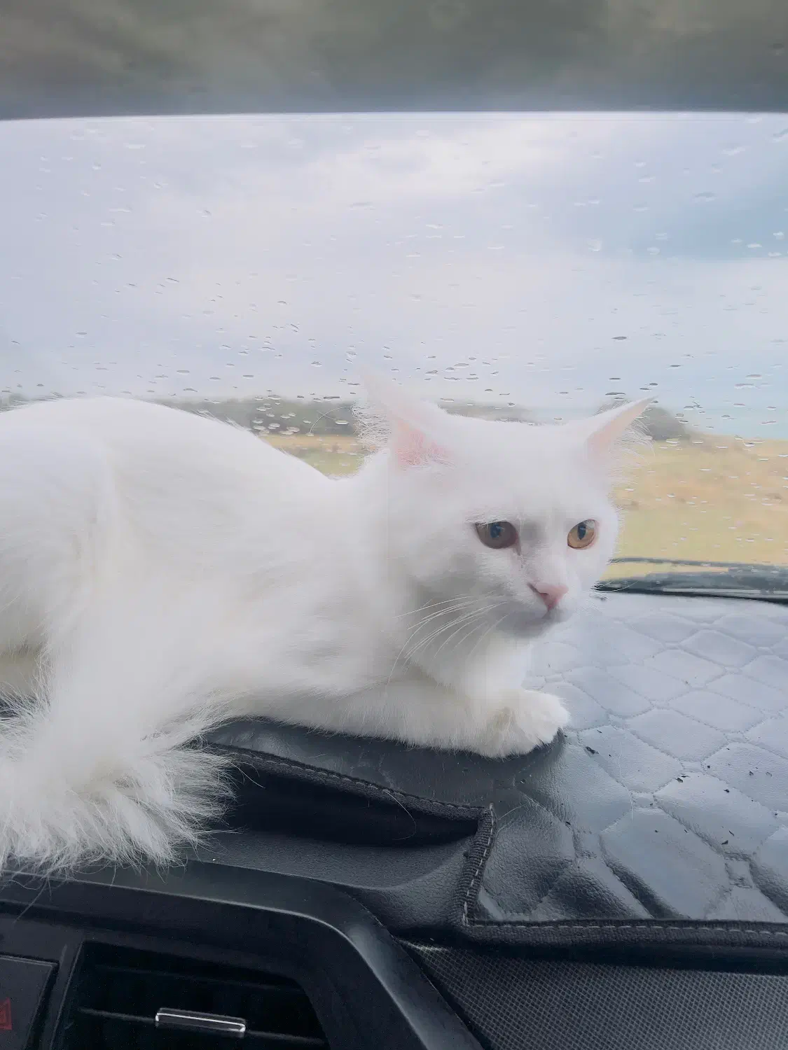 گربه نر پرشین|گربه|بندر گناوه, |دیوار