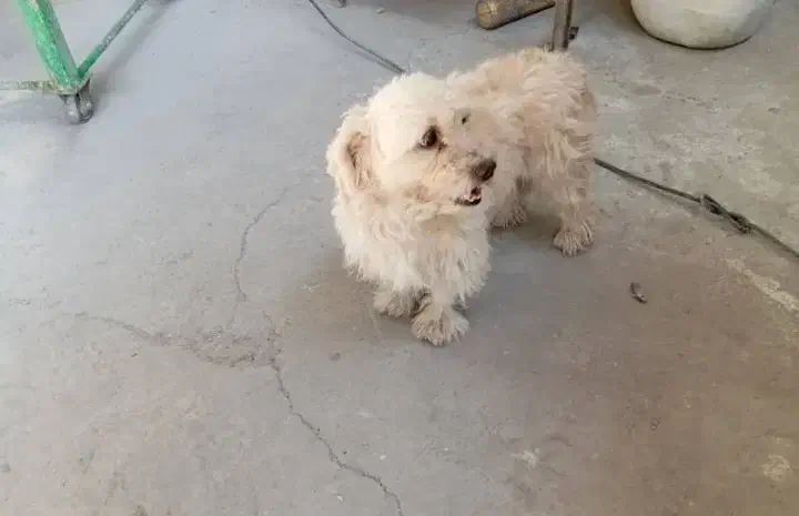 سگ پا کوتاه (پاپی)|سگ|لار, |دیوار