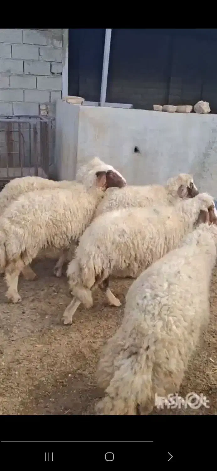 گوسفند شیشک بره ماده|حیوانات مزرعه|ایلام, |دیوار