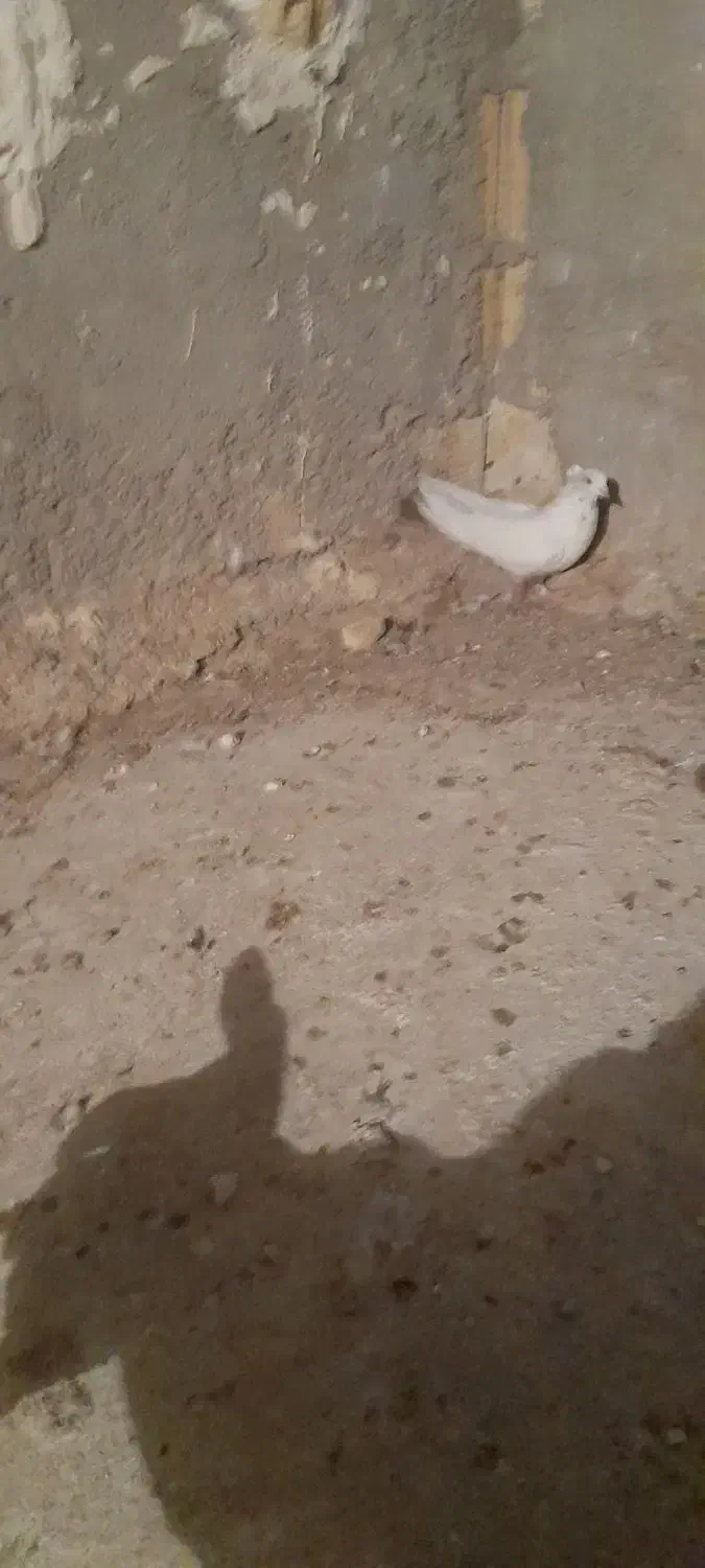 یک قطعه دونبی ماده|پرنده|باوی, |دیوار