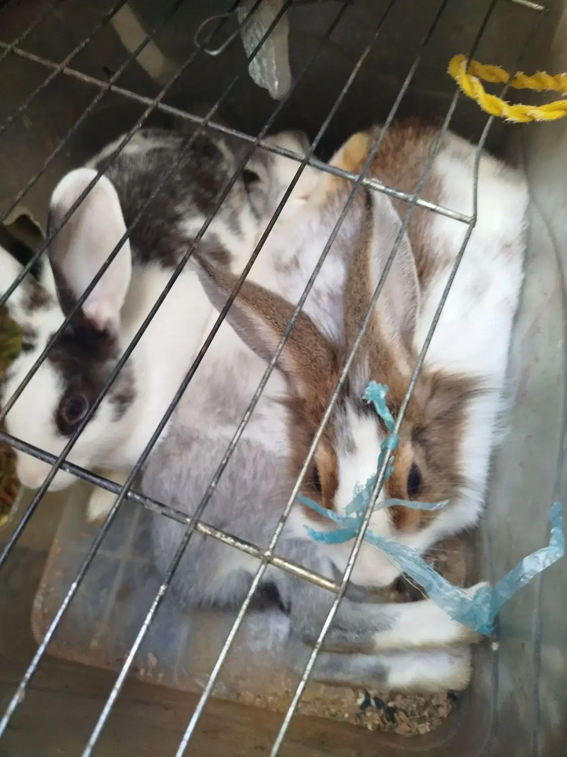 خرگوش دونه ای ۳۰۰۰۰۰۰|موش و خرگوش|شهریار, شهرک بهاران (ویره)|دیوار