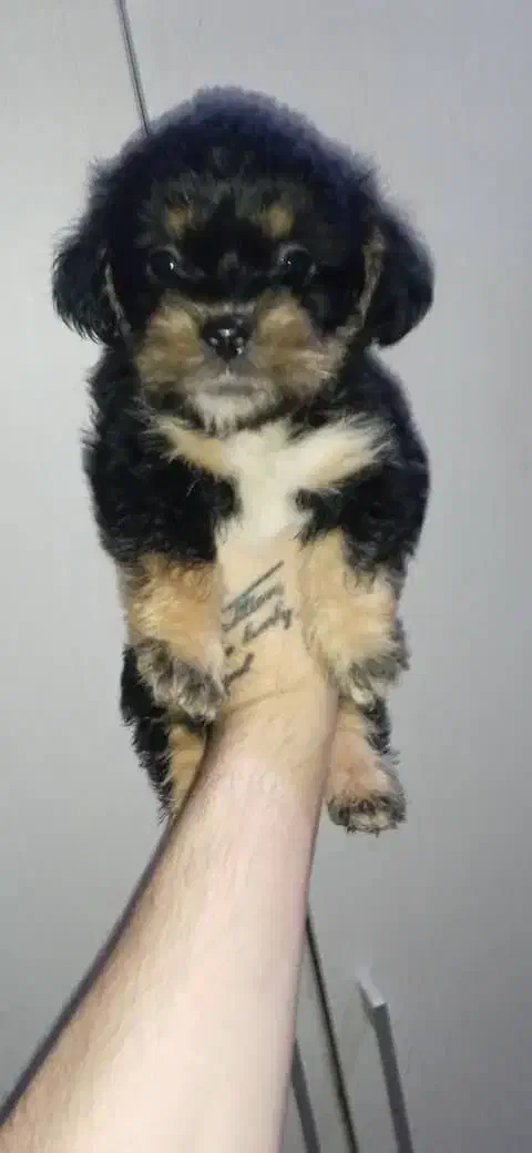 پت های شیتزو شیرخواره|سگ|ساری, |دیوار