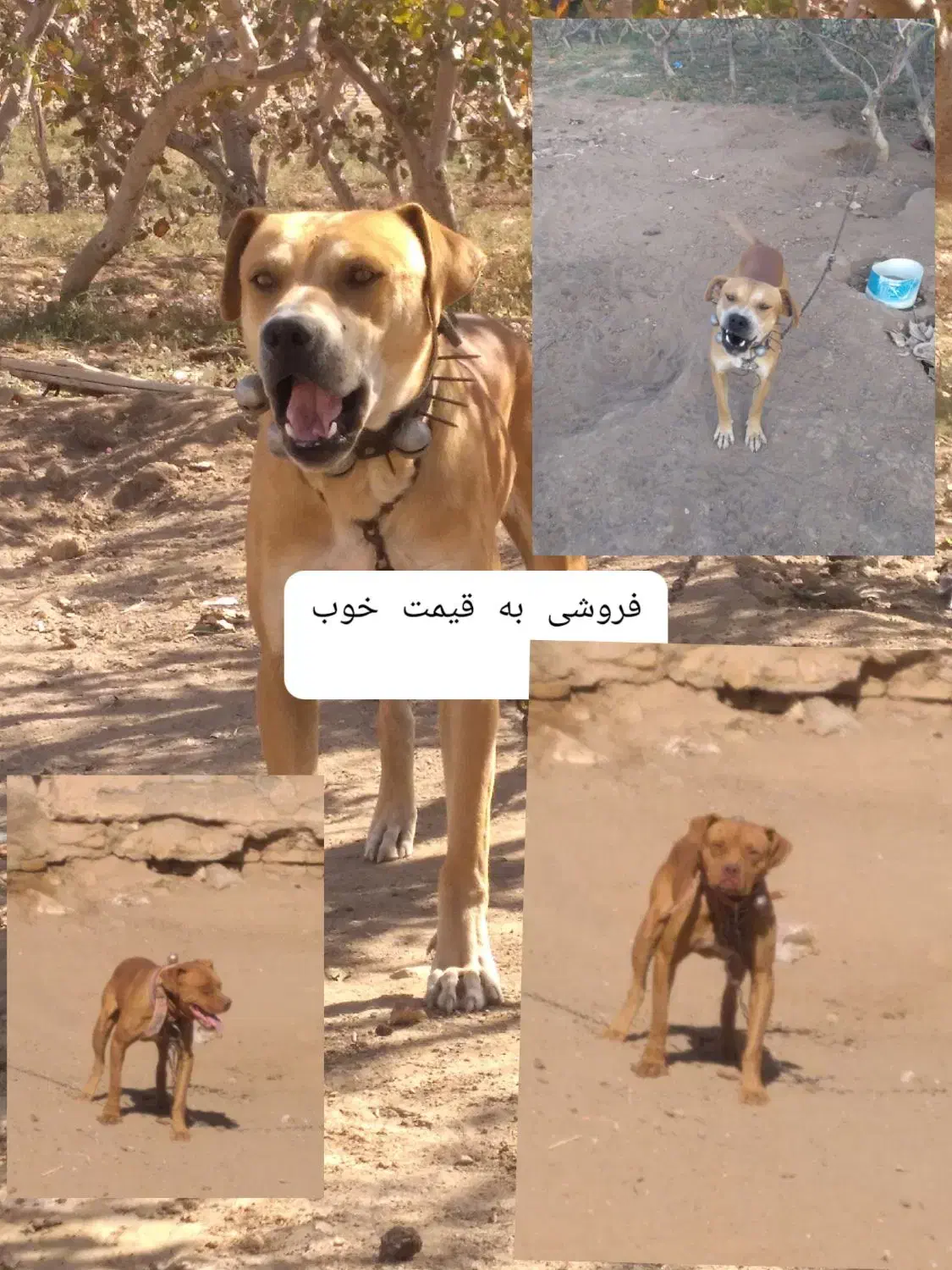 واگزاری میشود|سگ|سبزوار, قصبه شرقی|دیوار