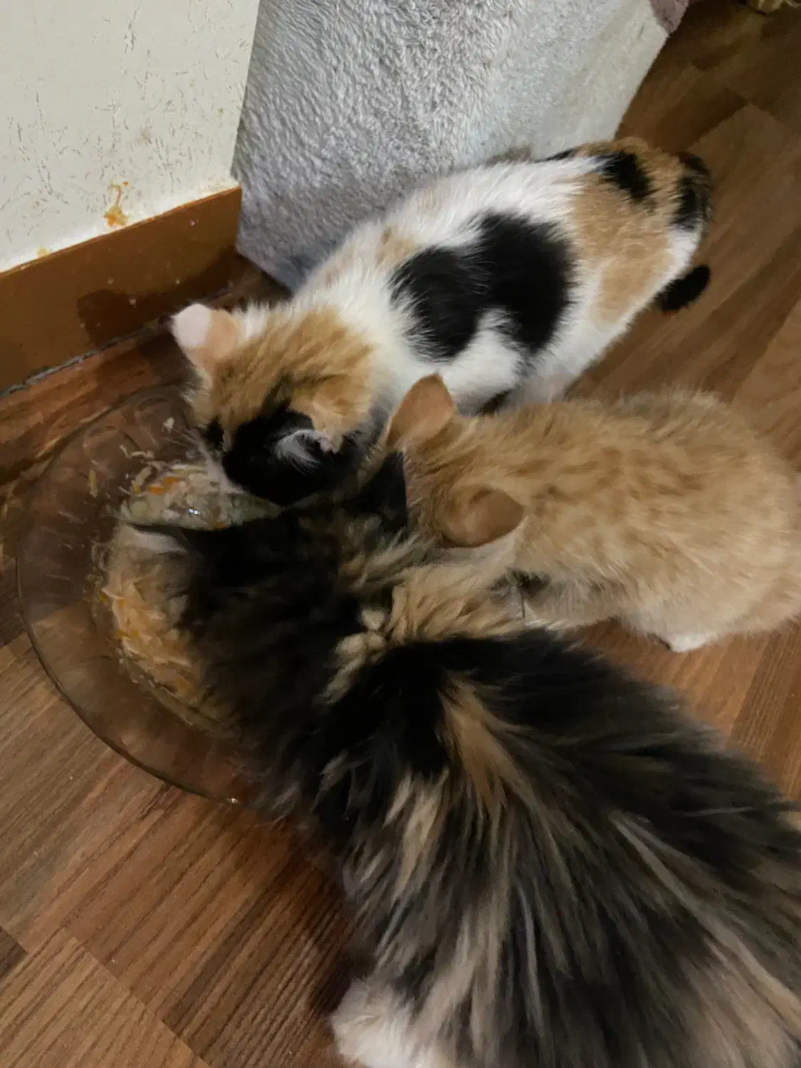 واگذاری سه تا بچه گربه|گربه|پردیس, فاز ۲|دیوار