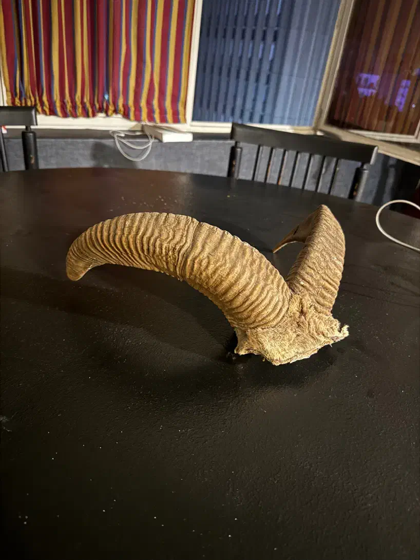 شاخ قوچ|کلکسیون اشیاء عتیقه|تهران, ایرانشهر|دیوار