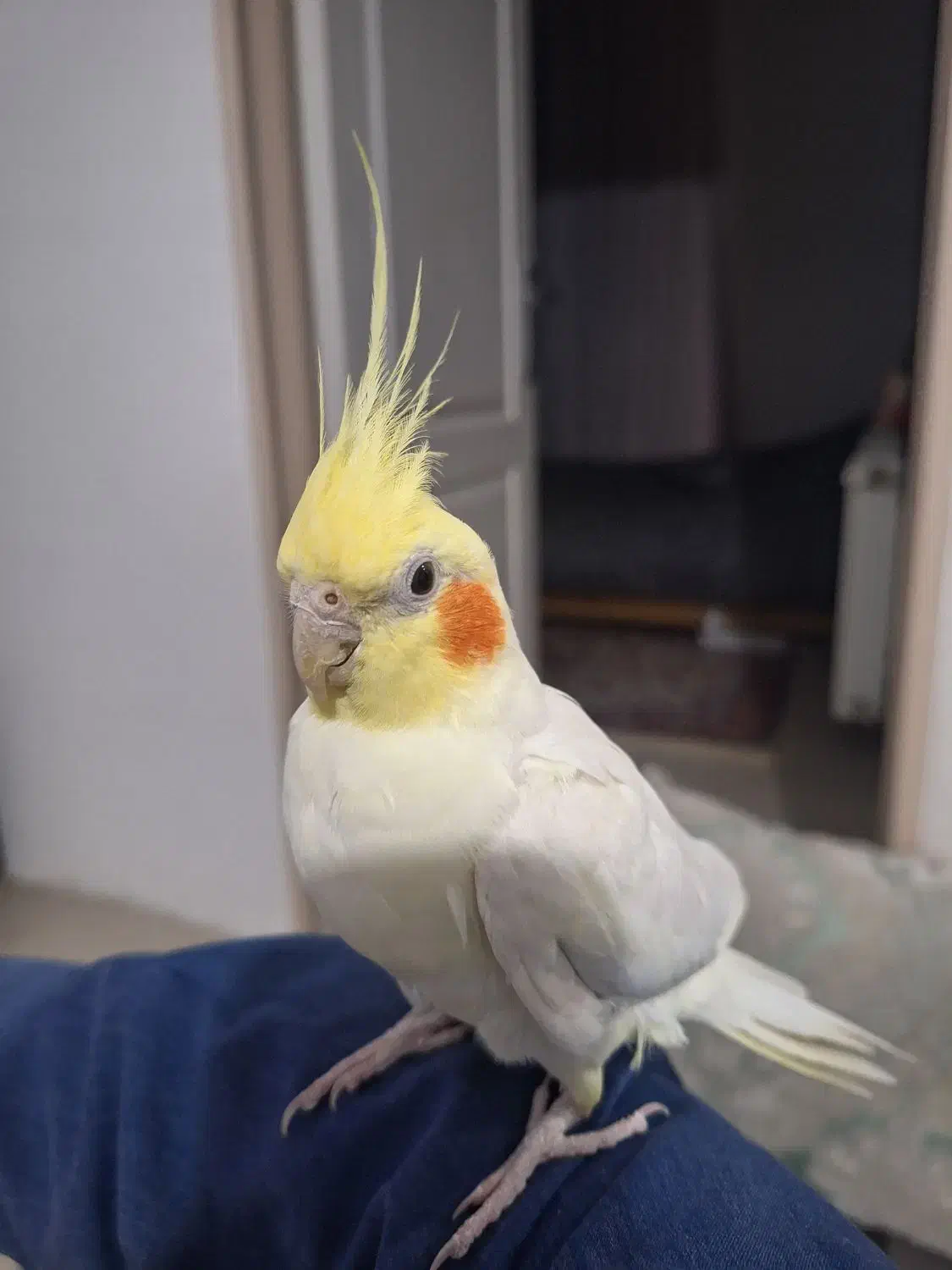 عروس هلندی|پرنده|چهاردانگه (تهران), |دیوار